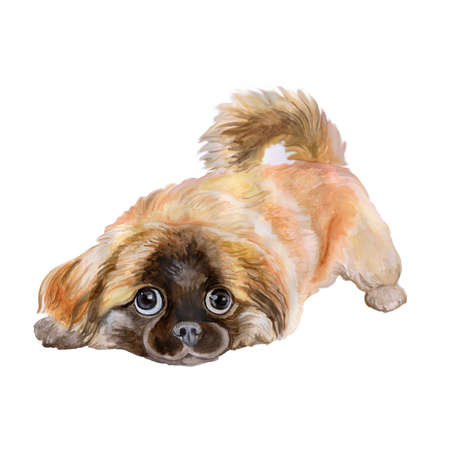 Watercolor portrait of red pekingese chinese dog, Lion Dog, Peking Lion Dog, Pelchie Dog, or Peke isolated on white background. Hand drawn realistic look. Greeting card design. Clip art. Add your textの写真素材