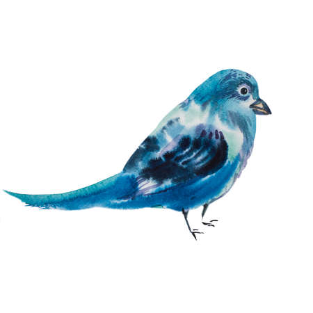 Watercolor illustration of a blue jay bird. Little blue bird isolated on white background. Realistic bluebird. Flora and fauna concept. Add your text. Hand drawn picture. Beautiful songbirdの写真素材