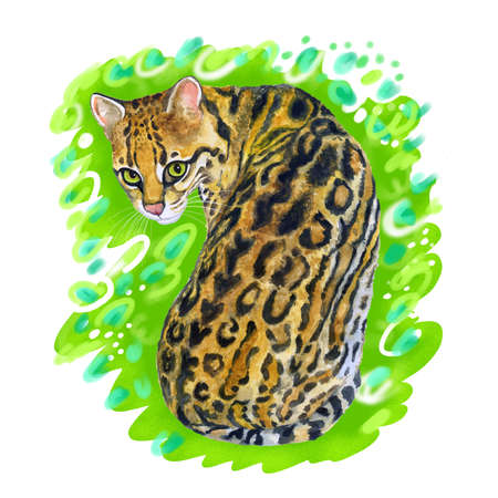 Watercolor portrait of margay (Leopardus wiedii) with dots, stripes isolated on green background....