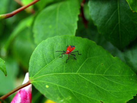 Red insect on green leaf.の写真素材