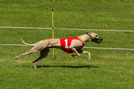Greyhound dog racingの写真素材