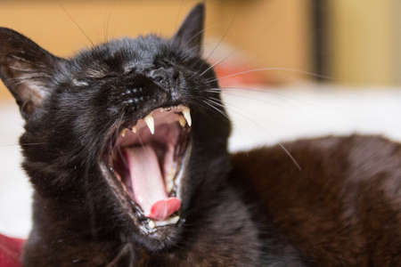 Black cat yawningの写真素材