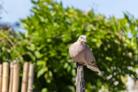 Eurasian collared doveの写真素材
