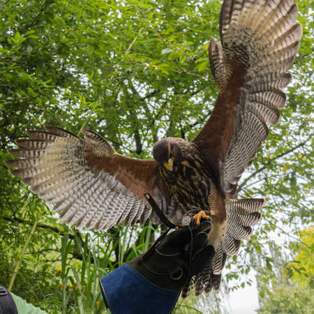 Hawk landing on a Falconers gauntlet