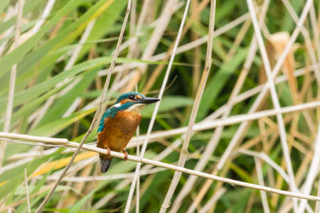 Common Kingfisher