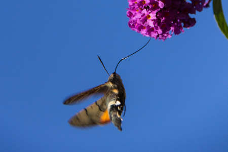 Hummingbird hawk-mothの写真素材