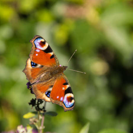 European Peacockの写真素材