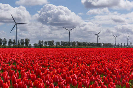 A clouded sky over a field with red tulips. Wind turbines in the background.の写真素材