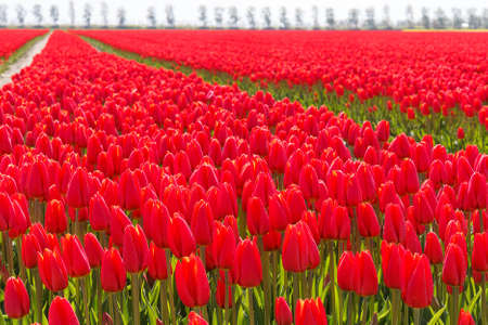 Rows of red tulips on a Dutch fieldの写真素材