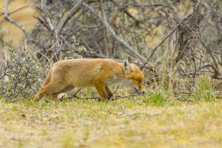 A cute young red fox cub, vulpes vulpes, is exploring the world not far outside it's denの写真素材