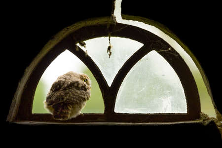 A close up of a little owl (Athene noctua) looking out of the broken window of an old barnの写真素材