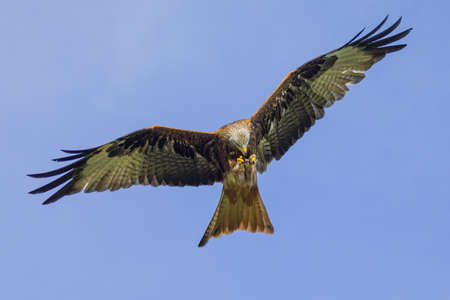 Red kites take their food from their claws into their beak in flight.