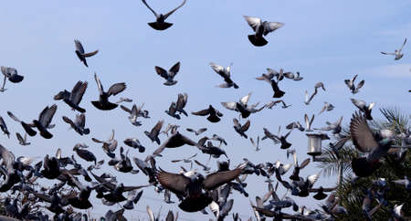 Flying pigeons in group