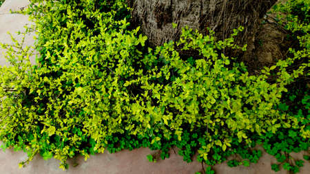 Green ivy in the garden
