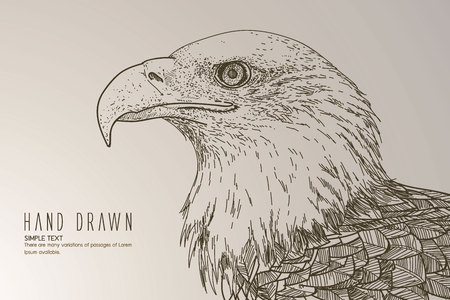 American white-headed eagleのイラスト素材