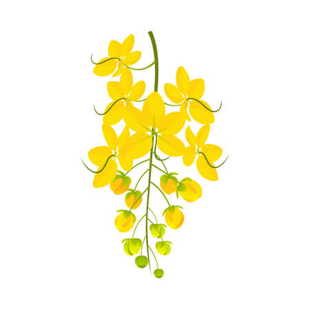 Golden Shower Flower on whiteのイラスト素材