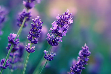 This image showcases a cluster of lavender flowers in full bloom. The composition highlights the delicate purple petals and green stems against a soft, blurred background. The photograph uses natural lighting and color gradients, suggesting a daytime outdoor setting. Suitable for various editorial and commercial applications.の素材