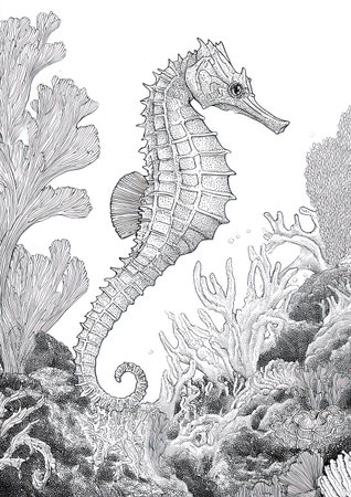 A detailed illustration depicts a seahorse in an aquatic environment. The monochrome artwork showcases intricate textures and linework, giving a sense of depth and realism. The composition includes coral and marine vegetation, suggesting a natural underwater habitat. Suitable for various editorial and commercial applications, this image offers versatility.の素材