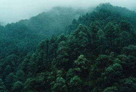 An aerial view presents a dense forest covering a mountain range under a foggy sky. The composition emphasizes the layered textures of evergreen trees in various shades of green, with a diffused, soft light. This image could be used for environmental, travel, or nature-related projects, as well as for editorial content.の素材