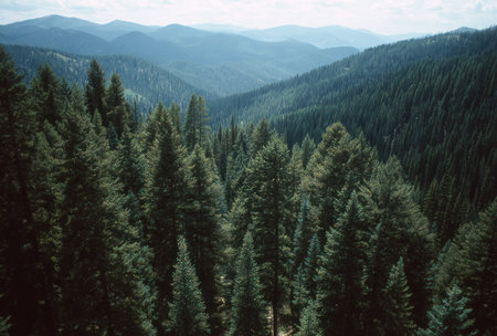 An aerial view presents a vast evergreen forest blanketing rolling hills, leading toward distant mountains. The composition features a complex arrangement of trees under a muted, overcast sky. The color palette primarily uses green hues, suggesting a natural environment. Suitable for editorial and commercial applications.の素材