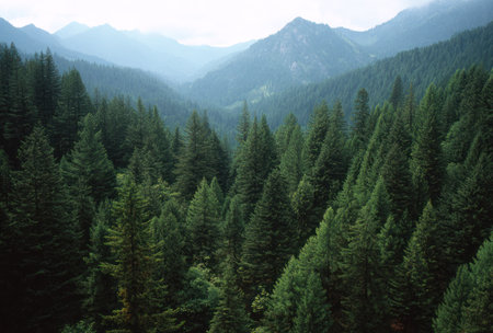 An aerial view presents a lush forest of green evergreen trees. The scene depicts a mountainous landscape bathed in natural light. This vibrant outdoor shot could be suitable for environmental, travel, or nature-themed projects. The image suggests a sense of depth and vastness.の素材