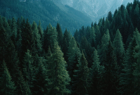 An aerial view presents a vast evergreen forest, characterized by layered trees that fade into the distance. The scene is dominated by shades of green and blue, suggesting a mountainous environment. The composition conveys depth, while the overall aesthetic is suitable for various commercial or editorial applications, offering a sense of nature and tranquility.の素材