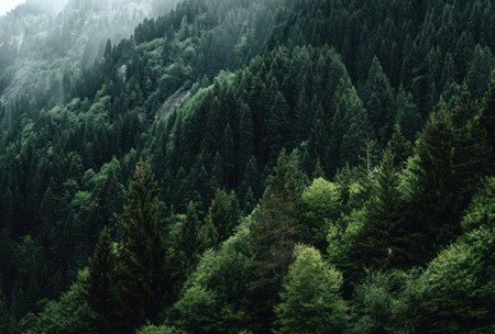 An overhead view reveals a dense forest, dominated by evergreen trees in various shades of green. The composition highlights the textured canopy and suggests a mountainous terrain. The scene features natural lighting and may be suited for environmental, travel, or landscape-related commercial use.の素材