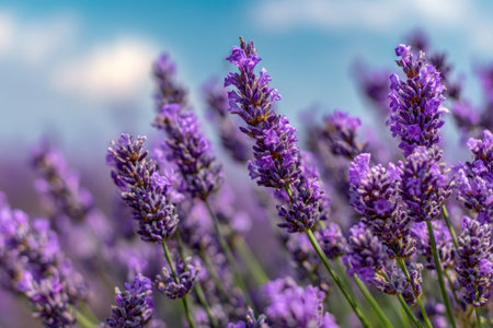 A close-up shot captures the vivid purple lavender flowers in full bloom. The image displays the textures and details of the blossoms, with a blurred background of a blue sky and soft clouds. This image evokes feelings of natural beauty and can be used for various commercial or editorial applications.の素材