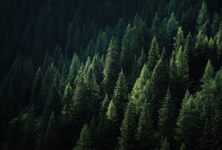 An overhead view reveals a dense forest canopy composed of numerous tall evergreen trees. The scene showcases a variety of green hues, with textures of needles and branches. The composition is framed by subdued lighting. The image suits commercial and editorial applications to depict nature or environment.の素材