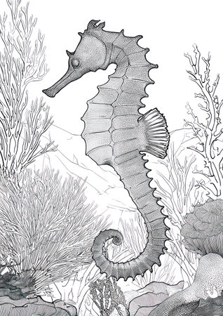 This black and white illustration showcases a seahorse amidst aquatic plants and coral. The artwork employs detailed shading to highlight textures, with a focus on lines and form. The composition suggests an underwater environment, potentially suited for educational materials or illustrations promoting marine life.の素材
