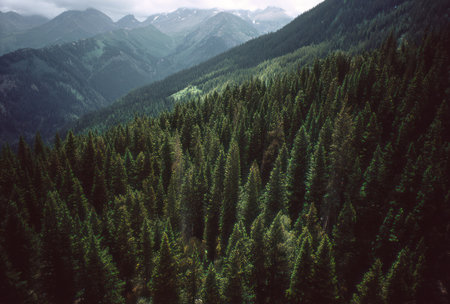 An aerial view presents a vast forest of evergreen trees covering a mountain slope. The scene showcases varying shades of green, with a hazy, muted sky in the background. The composition, lit by diffused sunlight, suggests a natural environment suitable for environmental, travel, or landscape projects.の素材