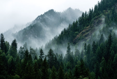 An aerial view presents a dense mountain forest, enveloped in a layer of mist. Lush evergreen trees dominate the scene, showcasing varying shades of green. The composition highlights the depth and texture of the terrain, lit by diffused lighting, suggesting an overcast day. This image may be used for environmental, travel, or nature-themed projects.の素材