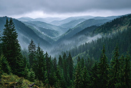 An expansive mountain scene displays multiple layers of forested valleys shrouded in mist. Evergreen trees in the foreground contrast with the distant, atmospheric perspective. The composition is bathed in soft, natural light beneath a moody, overcast sky, suitable for editorial or commercial projects.の素材