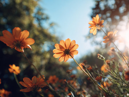 The image captures vibrant orange flowers in full bloom, set against a blurred backdrop of green foliage and a clear, blue sky. The composition emphasizes natural light, creating a warm, inviting atmosphere. This photograph could be utilized for various commercial and editorial projects requiring imagery of nature and floral themes.の素材
