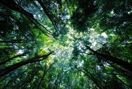 An upward perspective captures a forest canopy with trees reaching towards the sky. The image features a vibrant display of green foliage, complemented by dark tree trunks. Sunlight filters through the leaves, creating a dynamic interplay of light and shadow, suitable for various editorial and commercial applications.の素材