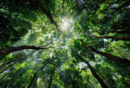 An upward perspective captures a lush forest canopy, dominated by tall trees and dense green foliage. Sunlight filters through the leaves, creating a bright spot. The image features a natural color palette. The composition and lighting suit various commercial and editorial applications.の素材