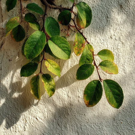 A serene white wall with a sunlit, green leafy branch casting dappled shadows on the surface, creating an atmosphere of tranquility and nature-inspired beauty. The background is plain for text or product display, and the focus is on the lush leaves against the clean backdrop. This scene evokes natural elegance in a minimalist setting. --chaos 30 --stylize 750 --v 7 Job ID: fd6cec84-e97c-414c-b6d1-2d0365ab0a17の素材