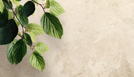 A close-up captures a branch of vibrant green and light green leaves, set against a rough, beige textured backdrop. The composition is simple, with natural lighting illuminating the foliage. Suitable for a variety of projects, the image can be used for design, illustration, and other creative purposes.の素材