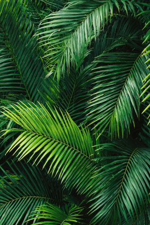 This image showcases a dense arrangement of green palm leaves, emphasizing their intricate textures and forms. The leaves display various shades of green, creating depth and visual interest. The close-up composition highlights the natural patterns. This image may be suitable for illustrating topics related to nature, environment, or design.の素材