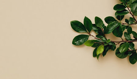 A close-up view displays a branch with vibrant green leaves set against a smooth, beige background. The glossy leaves and slender stems exhibit a natural aesthetic. The composition utilizes copy space, suitable for various design projects and visual content applications. This image could be employed in both commercial and editorial contexts.の素材