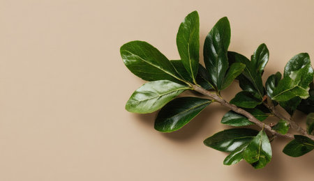 A close-up view displays a green leafy branch set against a tan background. The leaves show a glossy texture, while the composition uses natural lighting. Suitable for various applications, this image offers copy space. It can be used for projects in design, nature, or environmental themes.の素材