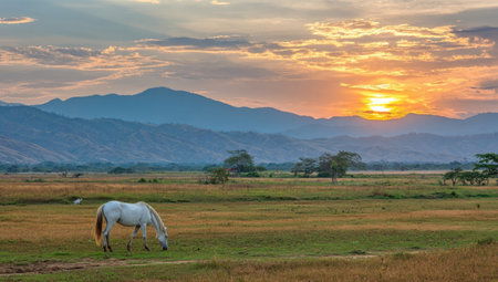 A white horse grazes peacefully in a field bathed in the warm light of a setting sun. The image showcases a landscape with mountains in the background, a grassy foreground, and a vibrant sky with golden hues. This scene is suitable for use in various commercial and editorial projects focused on nature and wildlife.の素材