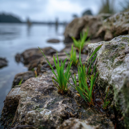 The image features vibrant green grass sprouting from weathered rocks near a body of water. The composition showcases the textures of the stone and plant life, captured in a slightly overcast outdoor setting. It could be useful for illustrating concepts related to nature or environmental themes for various commercial purposes.の素材