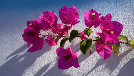 This image showcases vivid pink bougainvillea blossoms, beautifully contrasted against a textured white wall. The composition captures the flowers from an overhead perspective, highlighting their delicate petals and green foliage. The lighting suggests a bright, sunny day, enhancing the color saturation, useful for various commercial and editorial projects.の素材