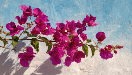 Close-up of vibrant pink bougainvillea flowers against a textured white and blue wall. The composition highlights the flowers' intricate details and the contrast with the background. The scene is illuminated by sunlight creating shadows, suitable for various uses including decorative and design projects.の素材