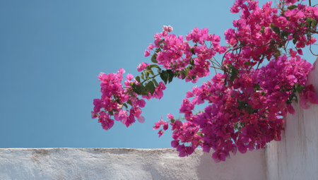 This image showcases vibrant pink bougainvillea flowers, their blossoms cascading against a backdrop of a bright blue sky. The composition emphasizes the contrast between the saturated colors and the clean, open space. Suitable for various uses, this image could enhance projects with natural beauty.の素材