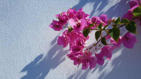 Close-up of a bougainvillea plant featuring bright pink flowers and green leaves, casting shadows against a textured white wall. The image exhibits a high-angle composition with natural sunlight, highlighting the details and colors. Suitable for various uses, including editorial content and design projects.の素材