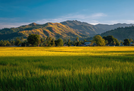 A scenic view presents a field of golden rice crops. Lush green grass dominates the foreground. A backdrop of rolling hills and mountains rise under a bright blue sky. Sunlight illuminates the scene, suggesting a daytime setting. Potential uses include landscape imagery for various commercial applications.の素材