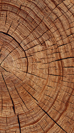 This image presents a detailed view of a tree trunk's cross-section, revealing concentric growth rings and intricate wood grain patterns. The texture appears rough, with visible cracks and variations in color. The composition focuses on the natural pattern, suitable for various design projects and commercial applications.の素材