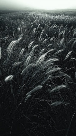 A field of tall grass is captured in a grayscale photograph. The image showcases the texture and movement of the grass against the soft, diffused light of an overcast sky. This composition highlights the delicate forms and evokes a sense of calm and tranquility. Suitable for nature-themed projects, editorial content, and various design applications.の素材